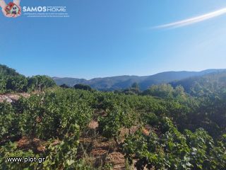 Αγροτεμάχια 2.443 τ.μ. για πώληση, Ν. Σάμου, Σάμος-thumb-5