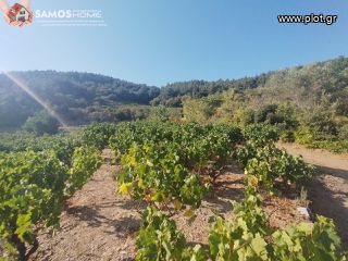 Αγροτεμάχια 2.443 τ.μ. για πώληση, Ν. Σάμου, Σάμος-thumb-7