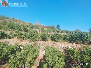 Αγροτεμάχια 2.443 τ.μ. για πώληση, Ν. Σάμου, Σάμος-thumb-8