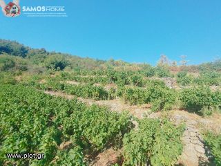 Αγροτεμάχια 2.443 τ.μ. για πώληση, Ν. Σάμου, Σάμος-thumb-10