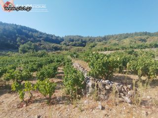 Αγροτεμάχια 2.443 τ.μ. για πώληση, Ν. Σάμου, Σάμος-thumb-11