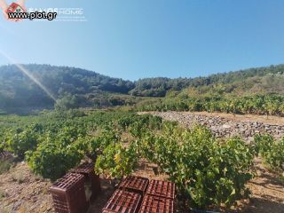 Αγροτεμάχια 2.443 τ.μ. για πώληση, Ν. Σάμου, Σάμος-thumb-12