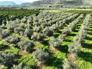 Αγροτεμάχια 5.400 τ.μ. για πώληση
