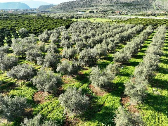 Αγροτεμάχια 5.400 τ.μ. για πώληση, Αργολίδα, Νέα Τίρυνθα