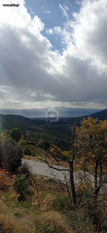 Αγροτεμάχια 5.227 τ.μ. για πώληση, Εύβοια, Αμάρυνθος