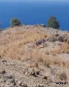 Οικόπεδο 7.000 τ.μ. για πώληση