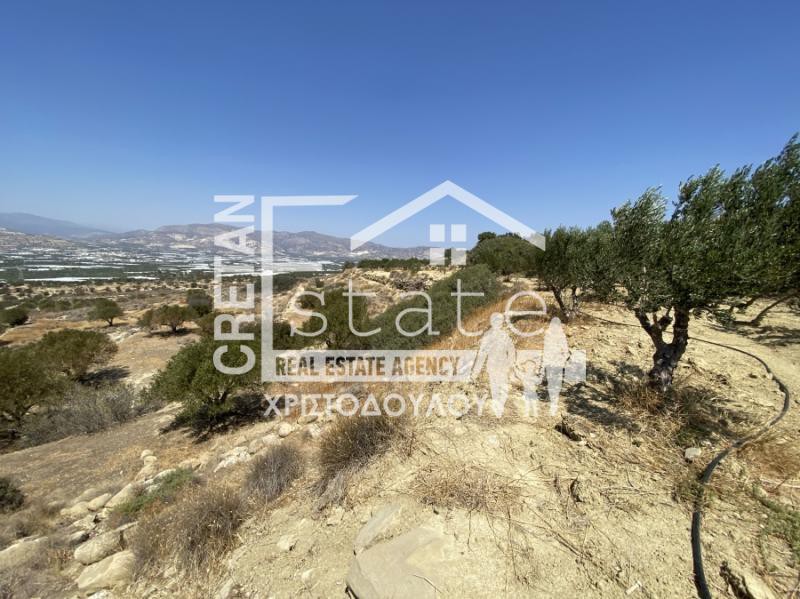Αγροτεμάχια 6.475 τ.μ. προς πώληση, Βαϊνιά