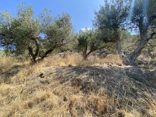 Οικόπεδο 2.770 τ.μ. για πώληση, Ν. Λασιθίου, Σητεία-thumb-2