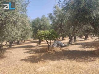 Αγροτεμάχια 9.500 τ.μ. για πώληση, Αχαΐα, Παραλία-thumb-10