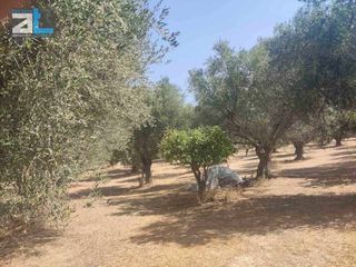 Αγροτεμάχια 9.500 τ.μ. για πώληση, Αχαΐα, Παραλία-thumb-5