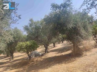 Αγροτεμάχια 9.500 τ.μ. για πώληση