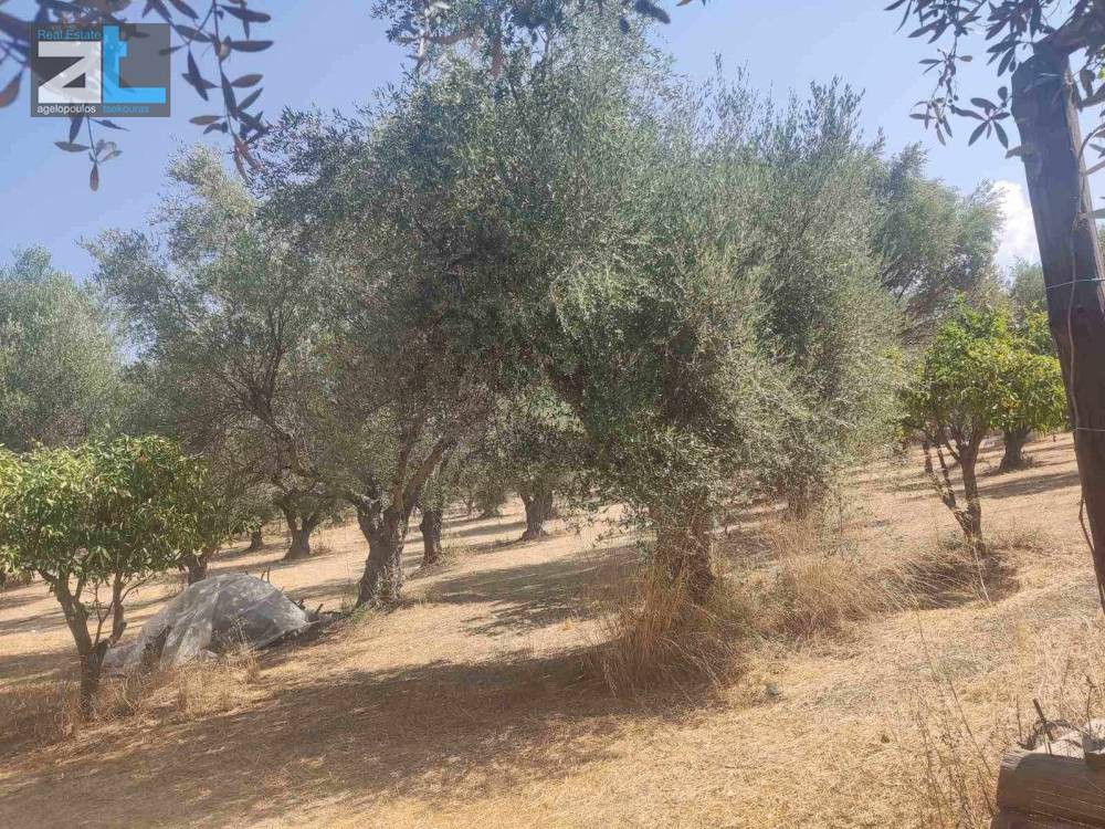 Αγροτεμάχια 9.500 τ.μ. προς πώληση, Μιντιλόγλι