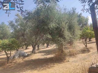 Αγροτεμάχια 9.500 τ.μ. για πώληση, Αχαΐα, Παραλία-thumb-3