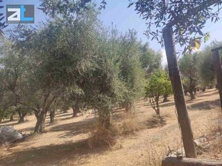 Αγροτεμάχια 9.500 τ.μ. για πώληση, Αχαΐα, Παραλία-thumb-2