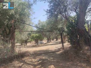 Αγροτεμάχια 9.500 τ.μ. για πώληση, Αχαΐα, Παραλία-thumb-8