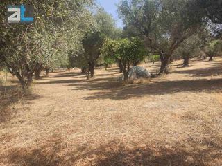 Αγροτεμάχια 9.500 τ.μ. για πώληση, Αχαΐα, Παραλία-thumb-12