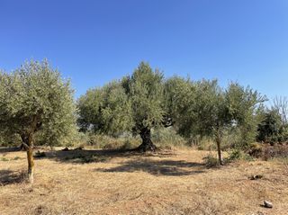 Οικόπεδο 6.340 τ.μ. για πώληση, Μεσσηνία, Χιλιοχώρια-thumb-12