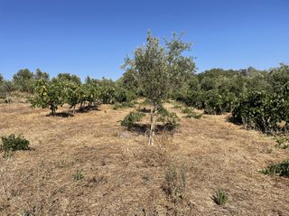 Οικόπεδο 6.340 τ.μ. για πώληση, Μεσσηνία, Χιλιοχώρια-thumb-5