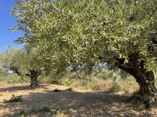 Οικόπεδο 6.340 τ.μ. για πώληση, Μεσσηνία, Χιλιοχώρια-thumb-13