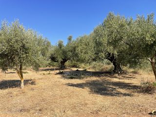 Οικόπεδο 6.340 τ.μ. για πώληση, Μεσσηνία, Χιλιοχώρια-thumb-15