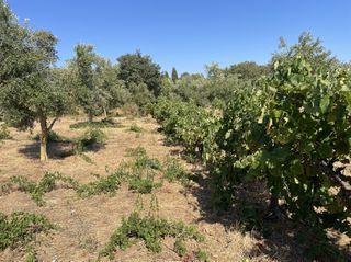 Οικόπεδο 6.340 τ.μ. για πώληση, Μεσσηνία, Χιλιοχώρια-thumb-8