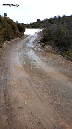Parcel 5.000 sqm for sale, Evia, Amarinthos