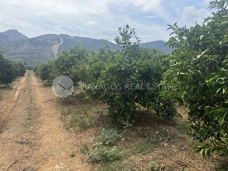 Αγροτεμάχια 10.000 τ.μ. για πώληση