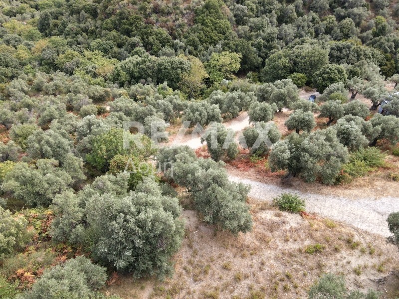 Αγροτεμάχια 4.050 τ.μ. προς πώληση, Καλύβια Σκιάθου