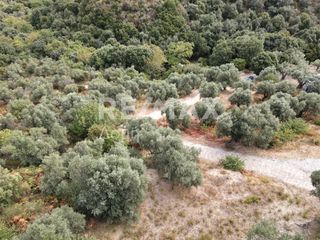 Αγροτεμάχια 4.050 τ.μ. για πώληση
