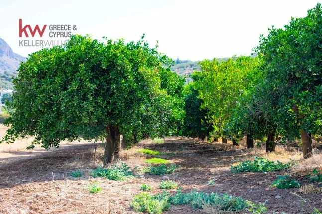 Αγροτεμάχια 3.500 τ.μ. για πώληση, Αργολίδα, Μυκήνες