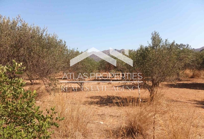 Οικόπεδο 1.300 τ.μ. προς πώληση, Καλόρρουμα