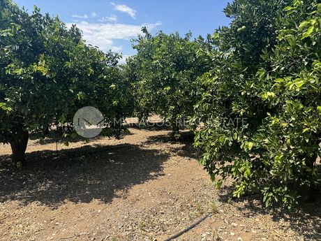 Αγροτεμάχια 32.000 τ.μ. για πώληση