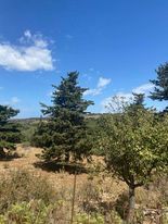Land plot 3.545sqm for sale-Vamos » Sellia