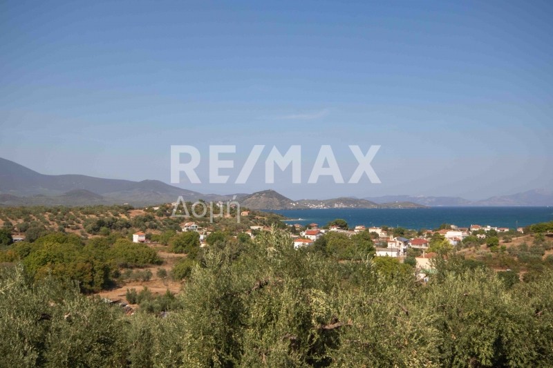 Αγροτεμάχια 4.429 τ.μ. προς πώληση, Αχίλλειο Πτελεού