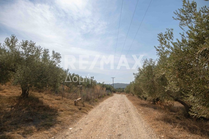 Αγροτεμάχια 4.429 τ.μ. προς πώληση, Αχίλλειο Πτελεού