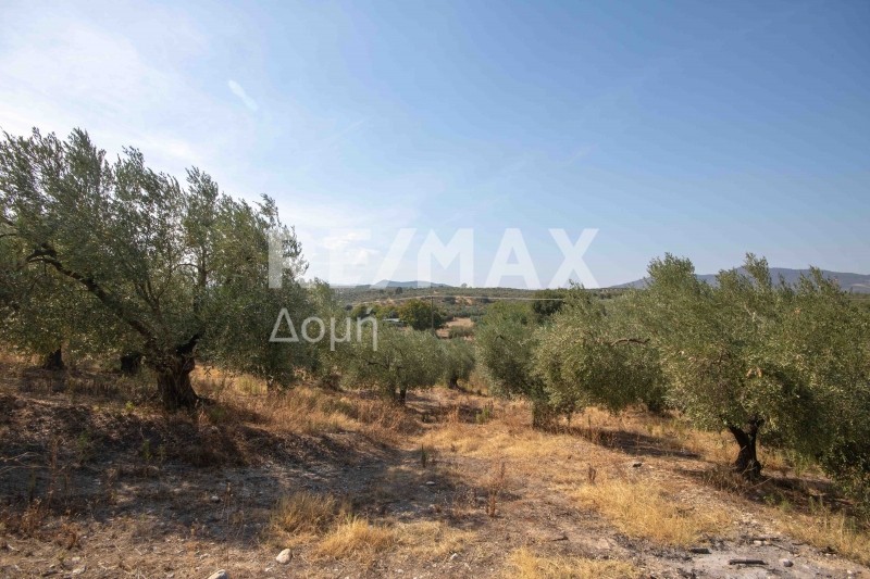 Αγροτεμάχια 4.429 τ.μ. προς πώληση, Αχίλλειο Πτελεού