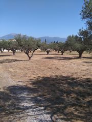 Αγροτεμάχια 5.100 τ.μ. για πώληση