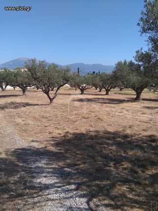 Αγροτεμάχια 5.100 τ.μ. προς πώληση