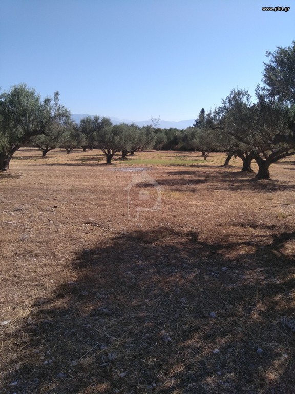 Αγροτεμάχια 5.100 τ.μ. προς πώληση, Ομόνοια Αθήνας