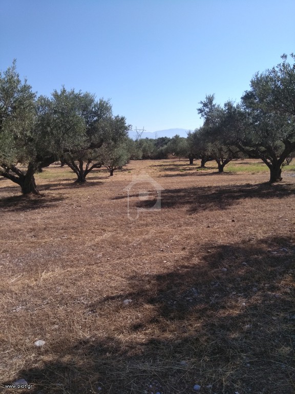 Αγροτεμάχια 5.100 τ.μ. προς πώληση, Ομόνοια Αθήνας