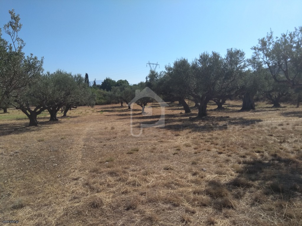 Αγροτεμάχια 5.100 τ.μ. προς πώληση, Ομόνοια Αθήνας