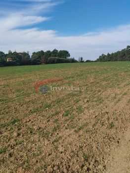 Αγροτεμάχια 8.000τ.μ. για πώληση-Κασσάνδρα » Σανή