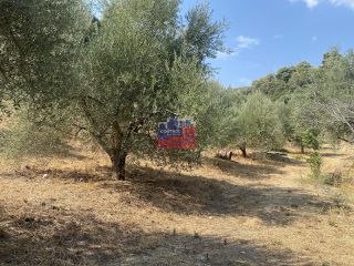 Οικόπεδο 5.500 τ.μ. για πώληση