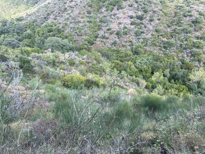 Αγροτεμάχια 10.000 τ.μ. προς πώληση, Ελειός - Πρόννοι