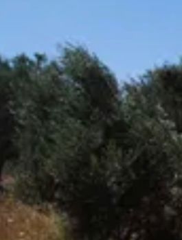 Land plot 10.600sqm for sale-Naxos » Naxos - Chora