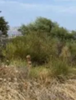 Land plot 37.000sqm for sale-Naxos - Drimalia » Azalas