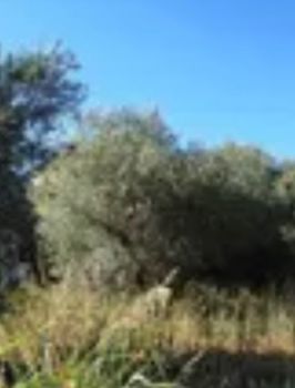 Land plot 12.000sqm for sale-Antiparos » Soros