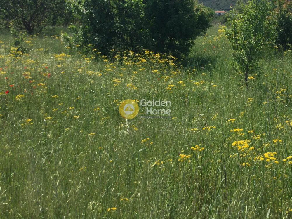 Αγροτεμάχια 6.050 τ.μ. προς ενοικίαση, Θεσσαλονίκη - Περιφ/Κοί Δήμοι, Θέρμη