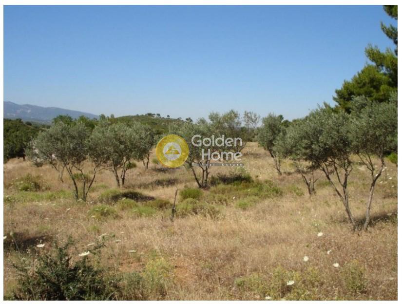 Αγροτεμάχια 5.043 τ.μ. προς πώληση, Βόθωνας