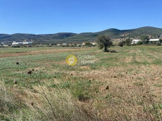 Αγροτεμάχια 5.000 τ.μ. για ενοικίαση, Εύβοια, Δύστος-thumb-14